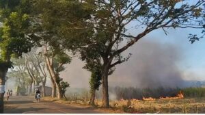 Pembakaran Tebu di Lokasi Lahan PT. PG Gorontalo, Menuai Kecaman Warga, Ini Alasannya