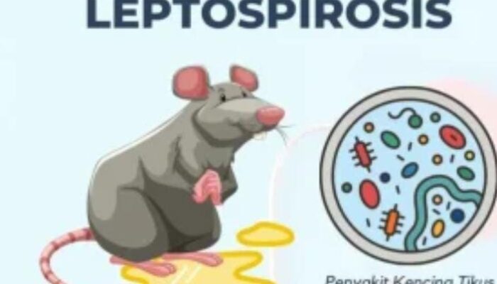 Wabah Leptospirosis, Berikut Penjelasannya