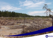 Hutan Mangrove Pohuwato Terancam: 8.233 Hektare Beralih Fungsi Jadi Lahan Tambak