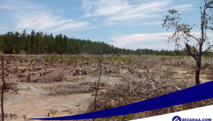 Hutan Mangrove Pohuwato Terancam: 8.233 Hektare Beralih Fungsi Jadi Lahan Tambak