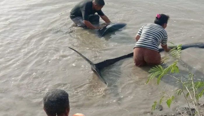 Viral! Dua Lumba-lumba Terdampar di Sungai Lemito Pohuwato, Warga Sigap Menyelamatkan