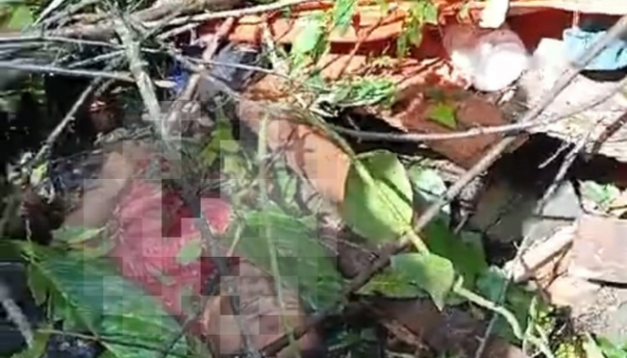 BREAKING NEWS! 6 Pekerja Tewas Tertimpa Pohon di Hutan Desa Karya Baru Pohuwato