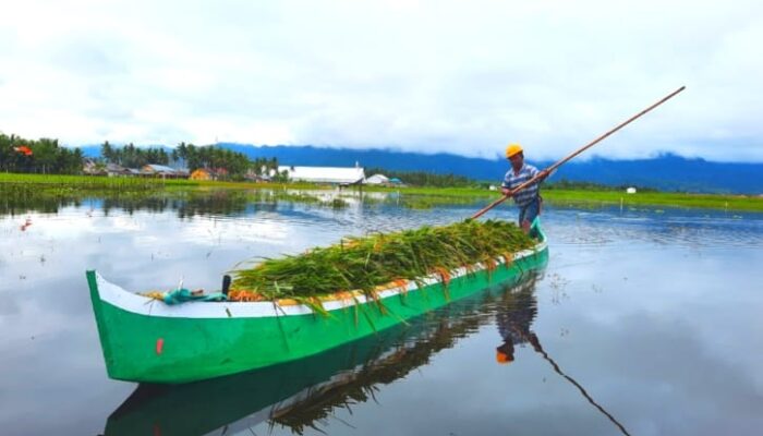 Sawah Terendam Banjir Petani Di Kecamatan Telaga Jaya Rugi Puluhan Juta Rupiah