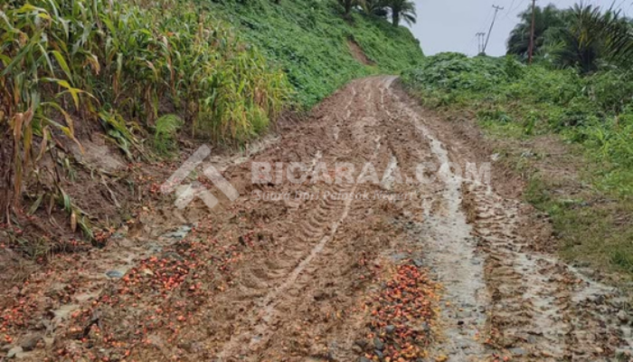 Jalan Rusak dan Becek Lumpuhkan Akvitis Warga Desa Saritani Boalemo, Petani Rugi Puluhan Juta