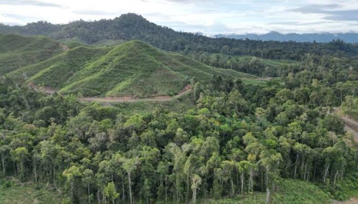 56 Ribu Hektare Hutan Produksi Pohuwato: Antara Potensi dan Ancaman