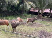 Harga Sapi di Gorontalo Naik Hingga 12 Juta Jelang Idul Adha