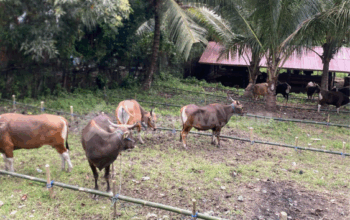 Harga Sapi di Gorontalo Naik Hingga 12 Juta Jelang Idul Adha