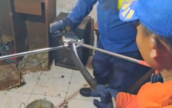 Seekor Ular Kobra Masuk Ke Rumah Warga Di leato Utara Kota Gorontalo