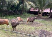 1.200 Ekor Sapi Kurban Disembelih di Boalemo Saat Idul Adha 2025
