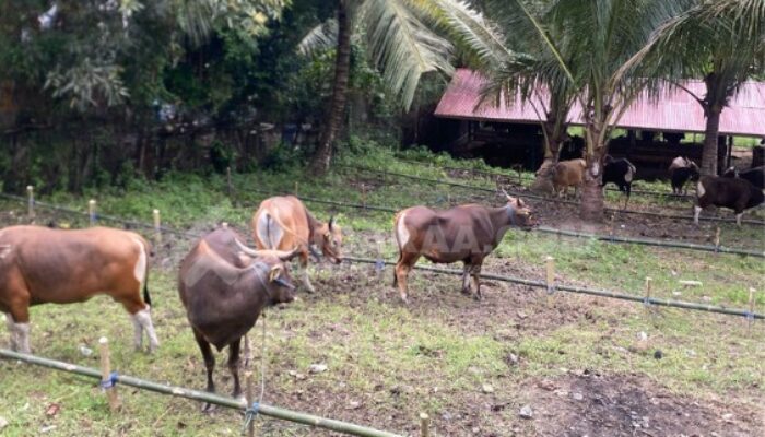 1.200 Ekor Sapi Kurban Disembelih di Boalemo Saat Idul Adha 2025