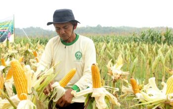 Realisasi Pupuk Subsidi Hanya 15 Persen, Petani Gorontalo Terancam Gagal Panen