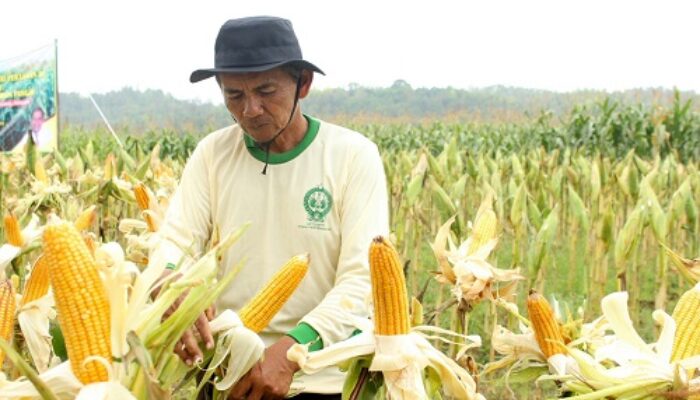 Realisasi Pupuk Subsidi Hanya 15 Persen, Petani Gorontalo Terancam Gagal Panen