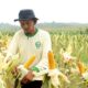 Realisasi Pupuk Subsidi Hanya 15 Persen, Petani Gorontalo Terancam Gagal Panen