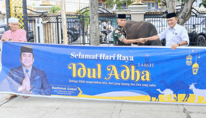 50 Sapi Kurban Disalurkan Rachmat Gobel dan Keluarga di Gorontalo