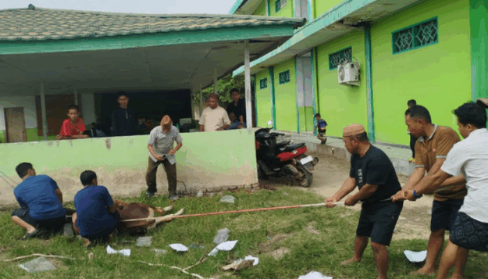 UNIPO Tebar Manfaat Kurban, Dua Sapi Disembelih untuk Warga Sekitar