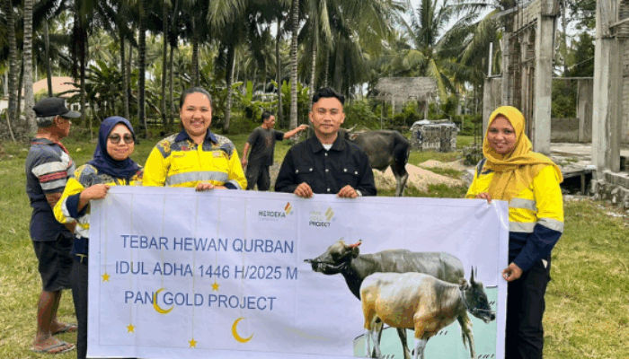 Pani Gold Project Bagikan 26 Sapi Qurban Ke Desa-Desa dan Stakeholder