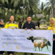 Pani Gold Project Bagikan 26 Sapi Qurban Ke Desa-Desa Dan Stakeholder