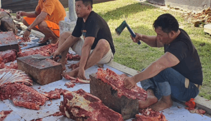 Polres Pohuwato Sembelih 12 Sapi Kurban, Dibagikan ke Warga dan Dhuafa