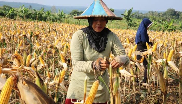 Menjelang Musim Kemarau, Panen Petani Jagung di Boalemo Terancam Gagal