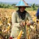 Menjelang Musim Kemarau, Panen Petani Jagung di Boalemo Terancam Gagal