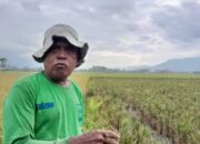 Cuaca Ekstrem Ancam Produksi dan Harga Beras di Gorontalo