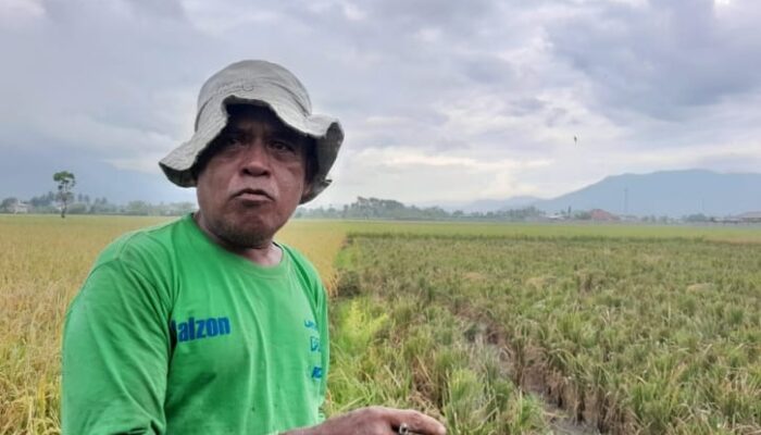 Cuaca Ekstrem Ancam Produksi dan Harga Beras di Gorontalo