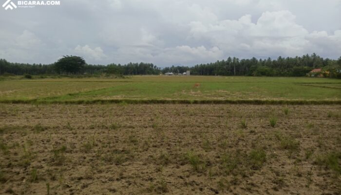 Sawah Rusak Akibat PETI, Petani Duhiadaa Terlilit Hutang Puluhan Juta
