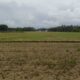 Sawah Rusak Akibat PETI, Petani Duhiadaa Terlilit Hutang Puluhan Juta