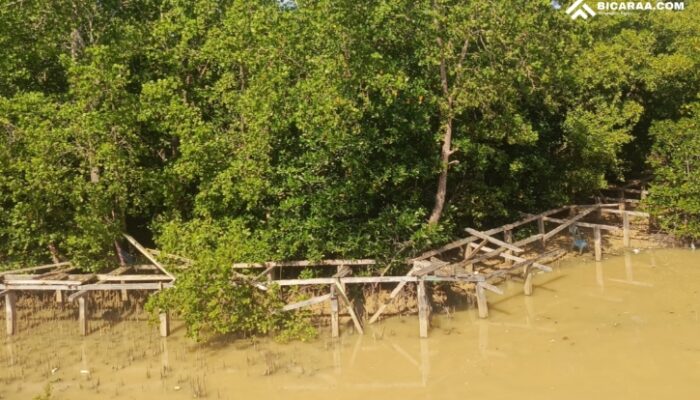 Proyek Miliaran, Jembatan Wisata Mangrove Pohuwato Rusak Total, Tak Terurus