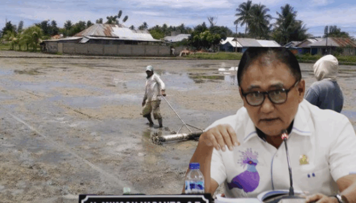 PETI Pohuwato Bikin Petani Sengsara, Tiga Kali Gagal Panen