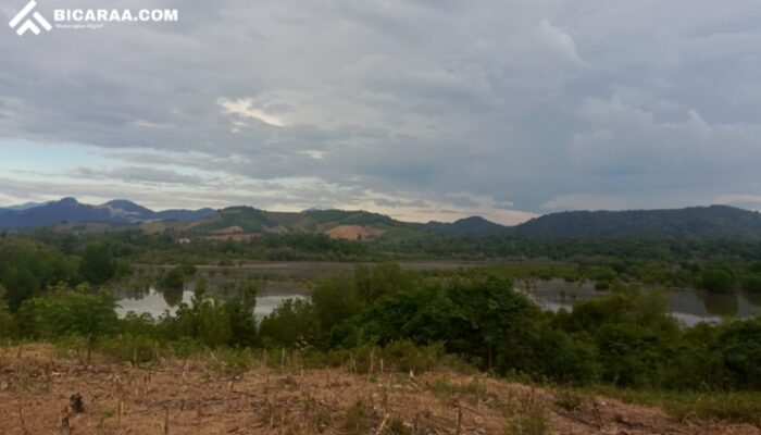 Selama 25 Tahun, 10 Hektar Hutan Mangrove di Pohuwato Rusak Parah
