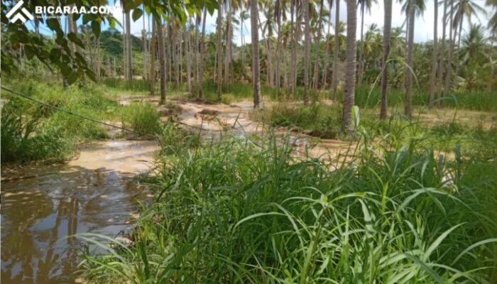 30 Pohon Kelapa Mati Akibat PETI, Warga Bulangita Minta Keadilan