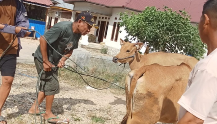 Mikson Yapanto Salurkan 25 Ekor Sapi untuk Peternak Boalemo Pohuwato