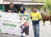 Pani Gold Mine Salurkan 43 Sapi Qurban untuk Masyarakat Pohuwato