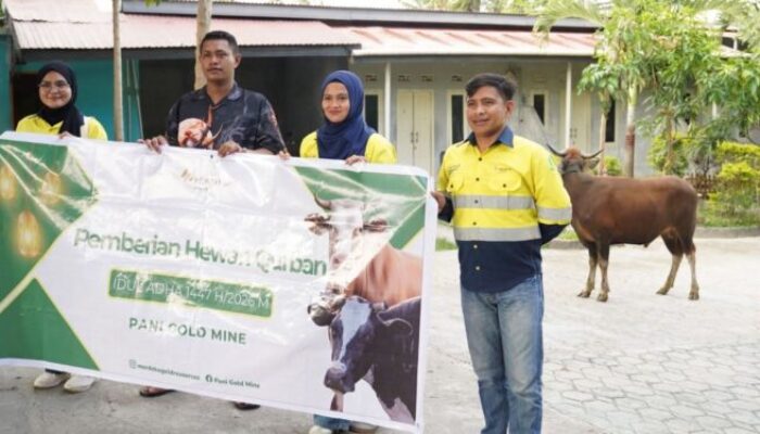 Pani Gold Mine Salurkan 43 Sapi Qurban untuk Masyarakat Pohuwato